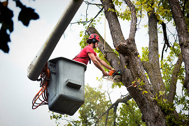 Residential Tree Removal in Madison, NC